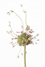 _7503029.jpg _7503029.jpg