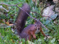 q Red Squirrel.jpg
