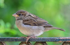 D80_5558-s150c.jpg D80_5558-s150c.jpg