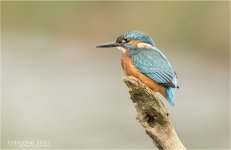 IMG_0056 LR CS6 JP  tp.jpg