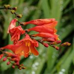 Garden Flower-1809 PS Adj 2.JPG