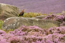 32C39ED7-D2F7-4CAF-9892-4B74B0AD370F.jpeg 32C39ED7-D2F7-4CAF-9892-4B74B0AD370F.jpeg