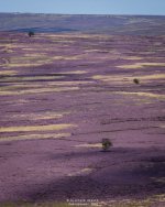 IMG_2800a.jpg IMG_2800a.jpg