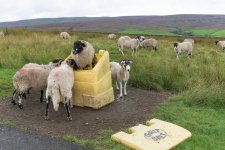 _7513198-2.jpg _7513198-2.jpg