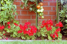 A GOOD CROP.jpg A GOOD CROP.jpg