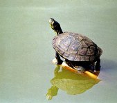 Discarded Terrapin.jpg Discarded Terrapin.jpg