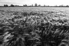 FS-Misc-8406 (4).jpg FS-Misc-8406 (4).jpg