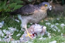 A78I2334.jpg A78I2334.jpg