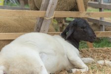 _7513777.jpg _7513777.jpg