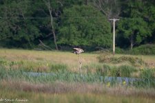 RR Rework Sea Eagle 3.jpg