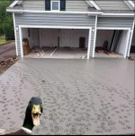 duck.png