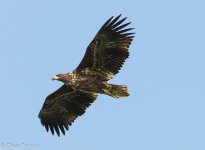 f Sea Eagle 8-1.jpg