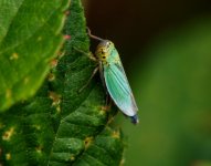 greenleafhopper140821.jpg