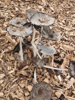 20210904_123117.jpg 20210904_123117.jpg