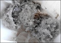 Detritus from Shark Vacuum cleaner P1140632.JPG