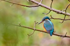 Kingfisher-1024x678.jpg