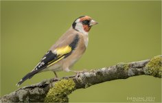 IMG_0098 LR CS6 JP tp.jpg