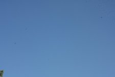 IMG_6745.JPG IMG_6745.JPG