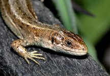 Common Lizard 2 (2).jpg