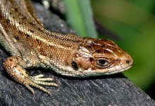 Common Lizard 4 (2).jpg