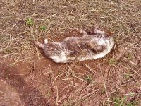 chester.jpg chester.jpg