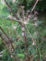 DSCF1573.jpg DSCF1573.jpg