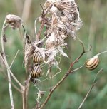 DSCF1556.jpg DSCF1556.jpg