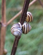 DSCF1562.jpg DSCF1562.jpg