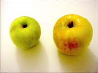 Two Green Apples F55E DSC00007.JPG Two Green Apples F55E DSC00007.JPG