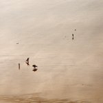 000068190004_Adj Bin surfin.jpg