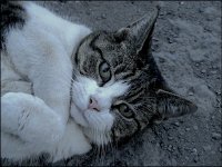 White and brown cat at Long Buckby Wharf S10_1603.jpg