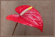 Week 41 - Red.jpg Week 41 - Red.jpg