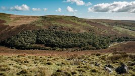 015 Piles Copse 01-5995 PS Adj.JPG 015 Piles Copse 01-5995 PS Adj.JPG