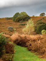 Silver Birch-1000764 PS Adj.JPG Silver Birch-1000764 PS Adj.JPG