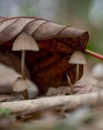 Nov 05-21 (5 of 7).jpg