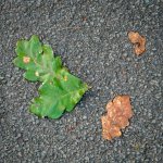 001 Green Leaves-6150 PS Adj.JPG