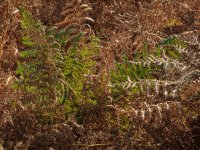 002 Green Fern-6151 PS Adj.JPG