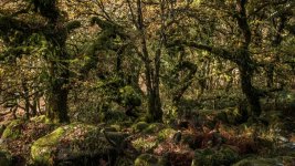 014 Wistman's Wood 04-6126 PS Adj.JPG 014 Wistman's Wood 04-6126 PS Adj.JPG