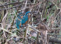 IMG_0406 tp.jpg IMG_0406 tp.jpg