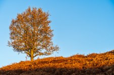 DSC00561.jpg DSC00561.jpg