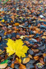 DSC00559.jpg DSC00559.jpg