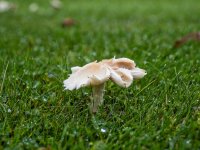 Irregular.jpg Irregular.jpg