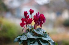 L1026793_DxO-L75-25.jpg L1026793_DxO-L75-25.jpg