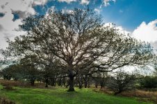 Old Oak Tree-1000336 PS Adj upload.JPG Old Oak Tree-1000336 PS Adj upload.JPG