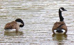 Geese swimming Panasonic TZ40 1000725.jpg