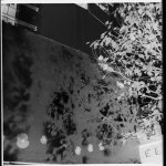 Shadows on the poppy wall.jpg Shadows on the poppy wall.jpg