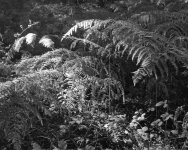 2110BPMXBW03 bracken 1.jpg