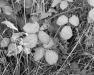 2110BPMXBW29 autumn brambles.jpg