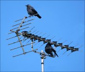 Crows on a television aerial G9 P1011542.JPG