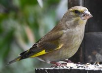 DSC_0031-d850-s150c.jpg DSC_0031-d850-s150c.jpg